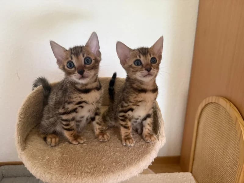 Yumi und Yuri, weiß male puppy Bengal for adoption at Tierheim Stuttgart, Stuttgart
