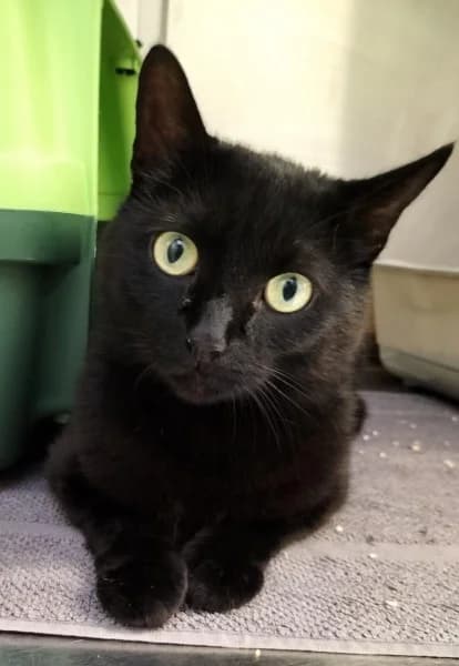 Helga, female 5yo European Shorthair for adoption at Tierheim Stuttgart, Stuttgart