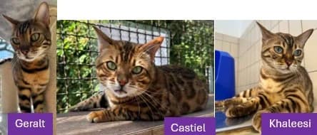 Geralt (ca.2024) Castiel (ca.2025) und Khaleesi (ca. 2024), male senior Bengal for adoption at Tierheim Stuttgart, Stuttgart