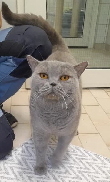 Athena und Alva, female 3yo British Shorthair for adoption at Tierheim Stuttgart, Stuttgart