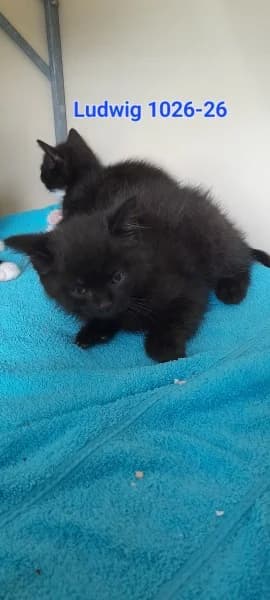 Ludwig, male puppy European Shorthair for adoption at Tierheim Stuttgart, Stuttgart