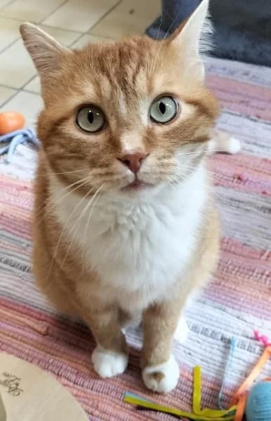 Baldo, male young European Shorthair for adoption at Tierheim Stuttgart, Stuttgart