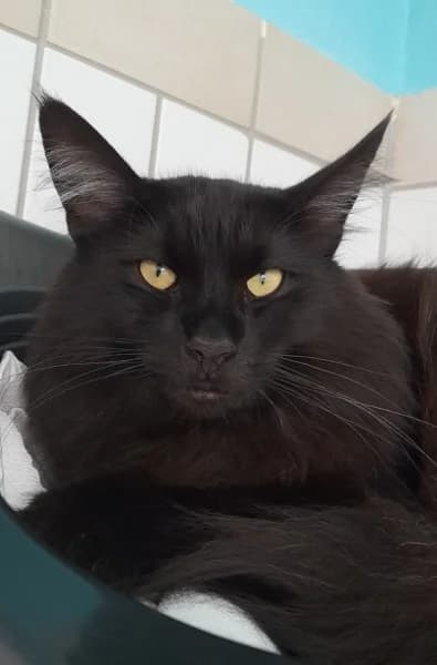 Haruki, male young Maine Coon for adoption at Tierheim Stuttgart, Stuttgart