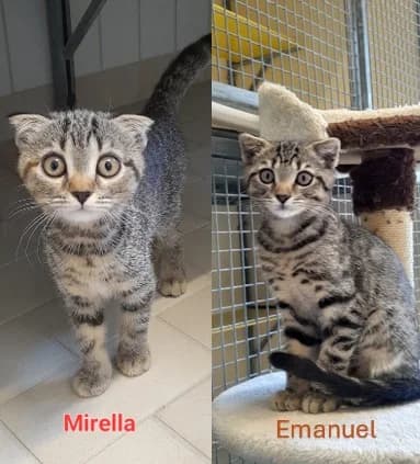 Emanuel und Mirella, male puppy Scottish Fold for adoption at Tierheim Stuttgart, Stuttgart