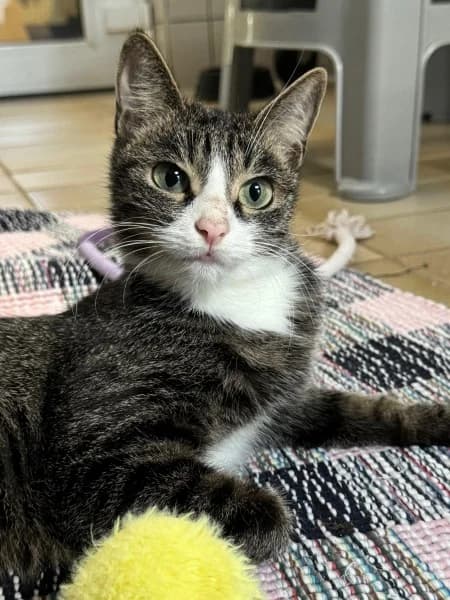 Wanda, female young European Shorthair for adoption at Tierheim Stuttgart, Stuttgart