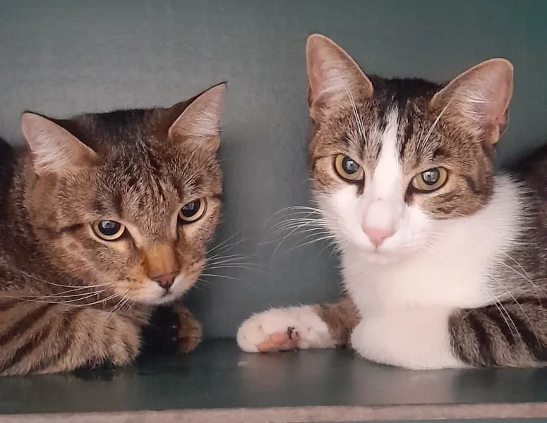 Muzzi ( Tiger ) und Sabouni ( Tiger/ weiß), male young Bengal for adoption at Tierheim Stuttgart, Stuttgart