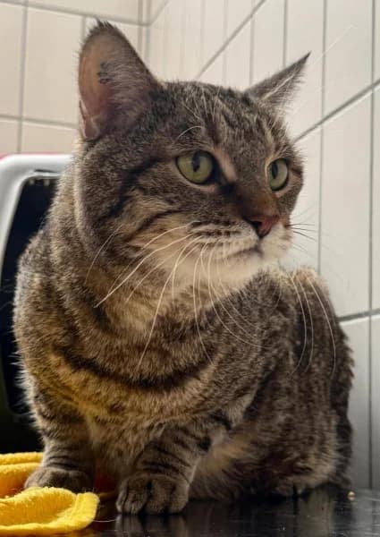 Tiger, male senior European Shorthair for adoption at Tierheim Stuttgart, Stuttgart