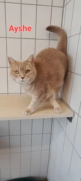 Ayshe und Aslan, male 4yo British Shorthair for adoption at Tierheim Stuttgart, Stuttgart