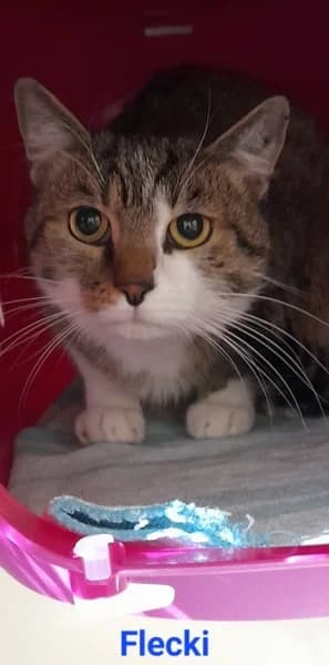 Kai und Flecki, male senior European Shorthair for adoption at Tierheim Stuttgart, Stuttgart