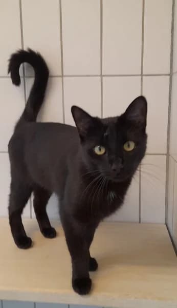 Lilith, female puppy European Shorthair for adoption at Tierheim Stuttgart, Stuttgart