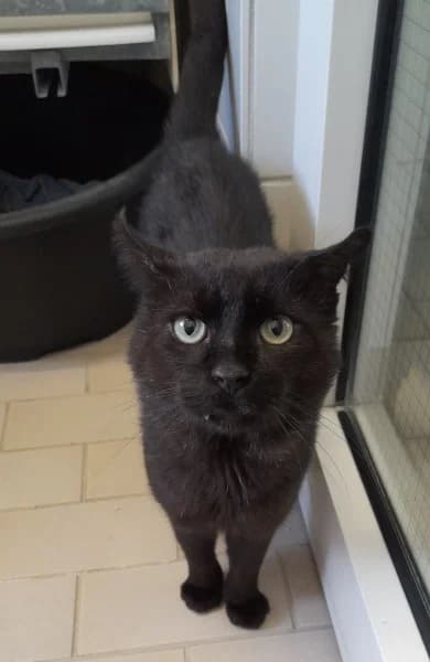 Taro, male 6yo European Shorthair for adoption at Tierheim Stuttgart, Stuttgart