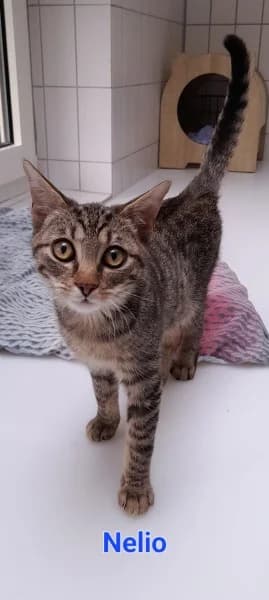 Namika und Nelio, male puppy European Shorthair for adoption at Tierheim Stuttgart, Stuttgart