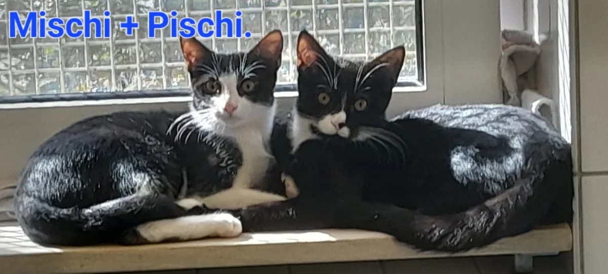 Mischi und Pischi, male puppy European Shorthair for adoption at Tierheim Stuttgart, Stuttgart