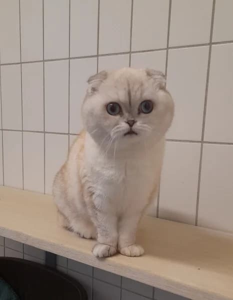 Kassandra, female 4yo Scottish Fold for adoption at Tierheim Stuttgart, Stuttgart