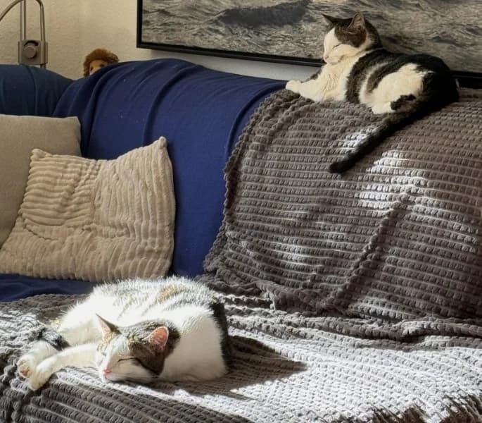 Billie und Elvis, male senior European Shorthair for adoption at Tierheim Stuttgart, Stuttgart