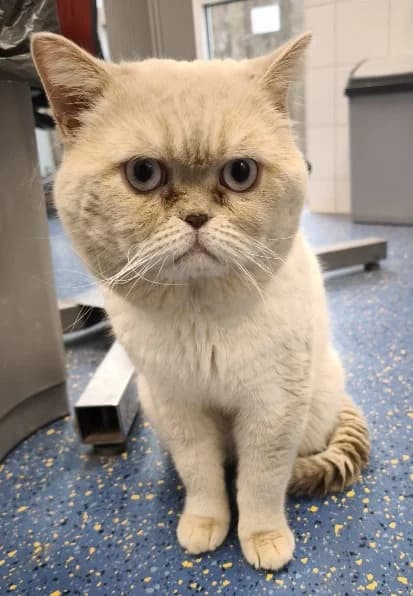 Aladin, blau male 3yo British Shorthair for adoption at Tierheim Stuttgart, Stuttgart