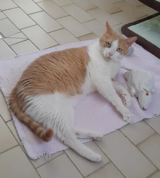 Pascha, male senior European Shorthair for adoption at Tierheim Stuttgart, Stuttgart