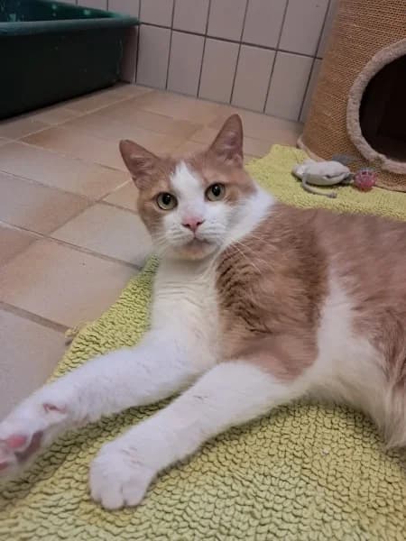 Pascha, male senior European Shorthair for adoption at Tierheim Stuttgart, Stuttgart