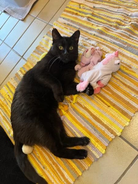 Peter, male senior European Shorthair for adoption at Tierheim Stuttgart, Stuttgart