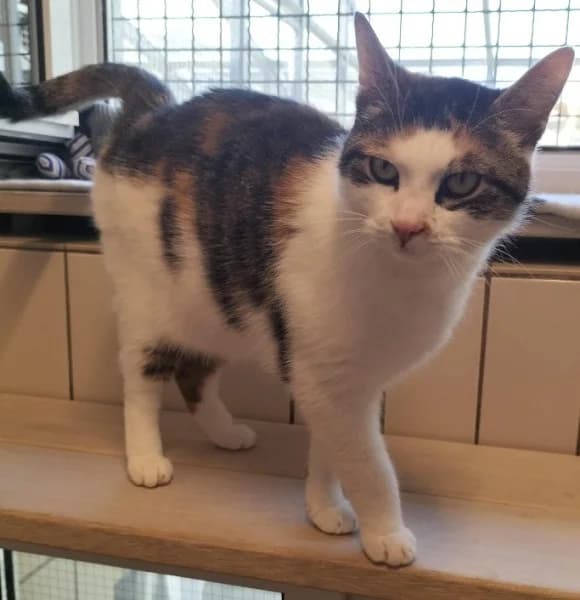 Fee, female 3yo European Shorthair for adoption at Tierheim Stuttgart, Stuttgart