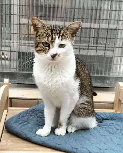 Leo, male young European Shorthair for adoption at Tierheim Stuttgart, Stuttgart