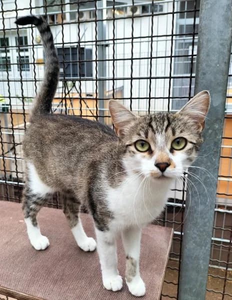 Zelda, female young European Shorthair for adoption at Tierheim Stuttgart, Stuttgart