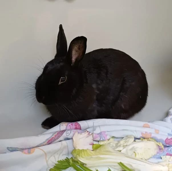 Fine, female young mixed breed for adoption at Tierheim Stuttgart, Stuttgart