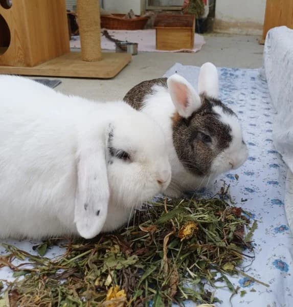Joris und Mara, male 3yo mixed breed for adoption at Tierheim Stuttgart, Stuttgart
