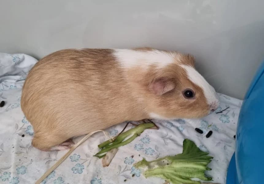Peanut Betty Wanda, female young mixed breed for adoption at Tierheim Stuttgart, Stuttgart