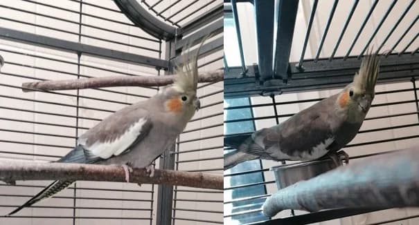 Elli und Joelina, female 3yo mixed breed for adoption at Tierheim Stuttgart, Stuttgart