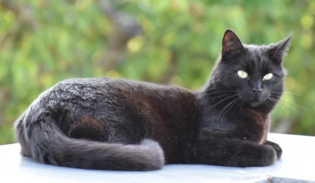 Blacky, male 6yo European Shorthair for adoption at Tierheim Stuttgart, Stuttgart