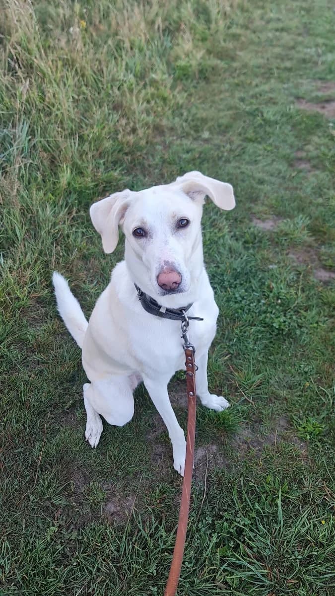 Juno, young Mixed Breed for adoption at Tierheim Sylt
