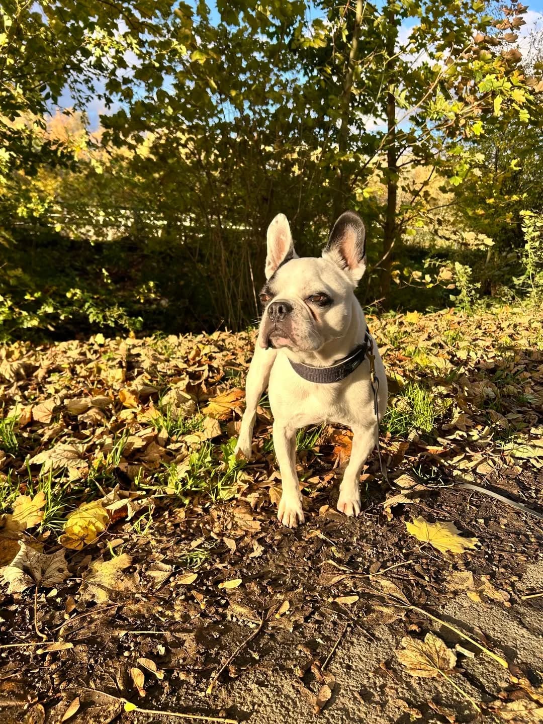 Tyson, 6yo Pit Bull Terrier for adoption at Tierschutzverein Salzgitter, Salzgitter