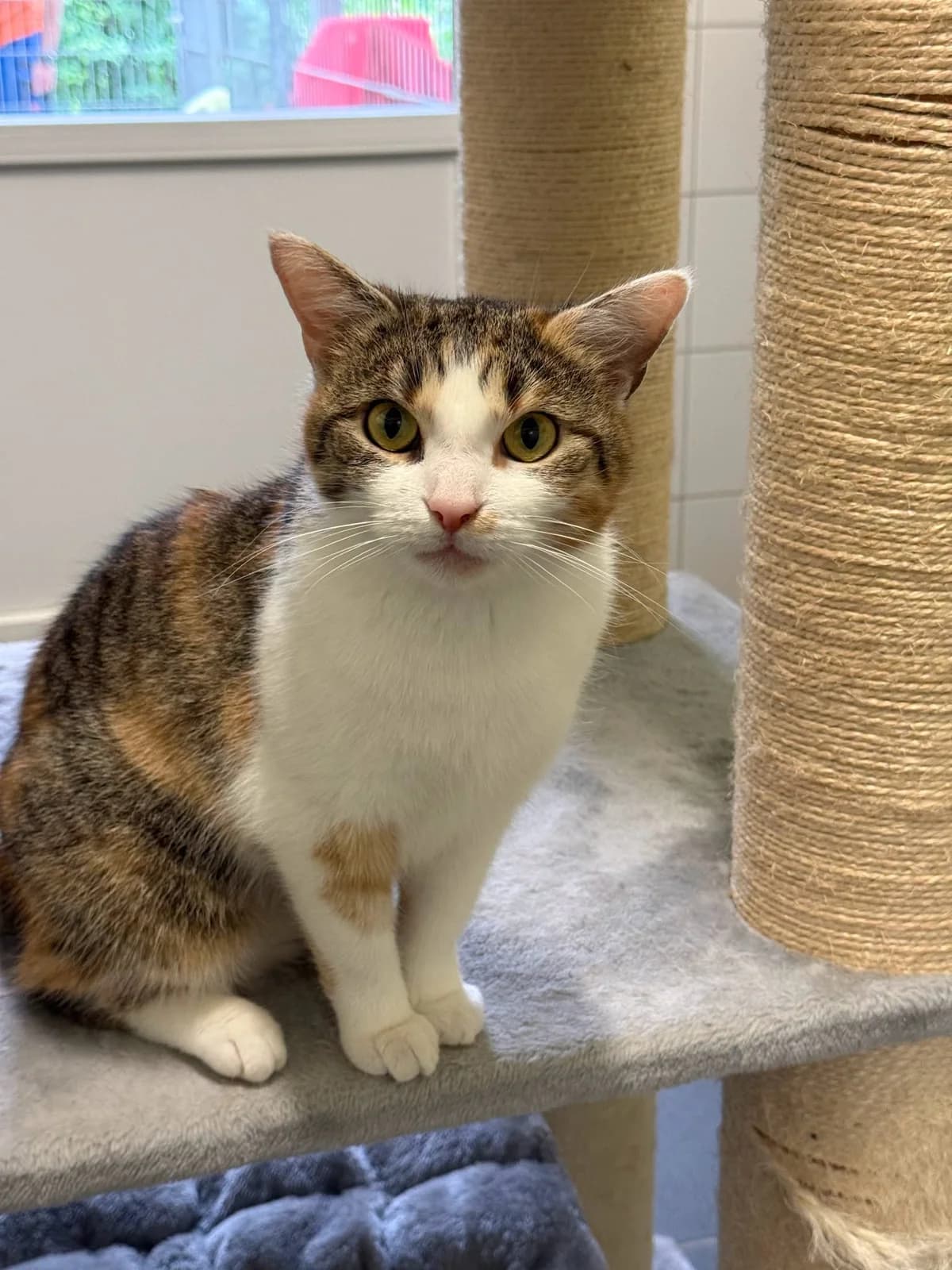 Midori, female 3yo Mixed Breed for adoption at Tierschutzverein Salzgitter, Salzgitter