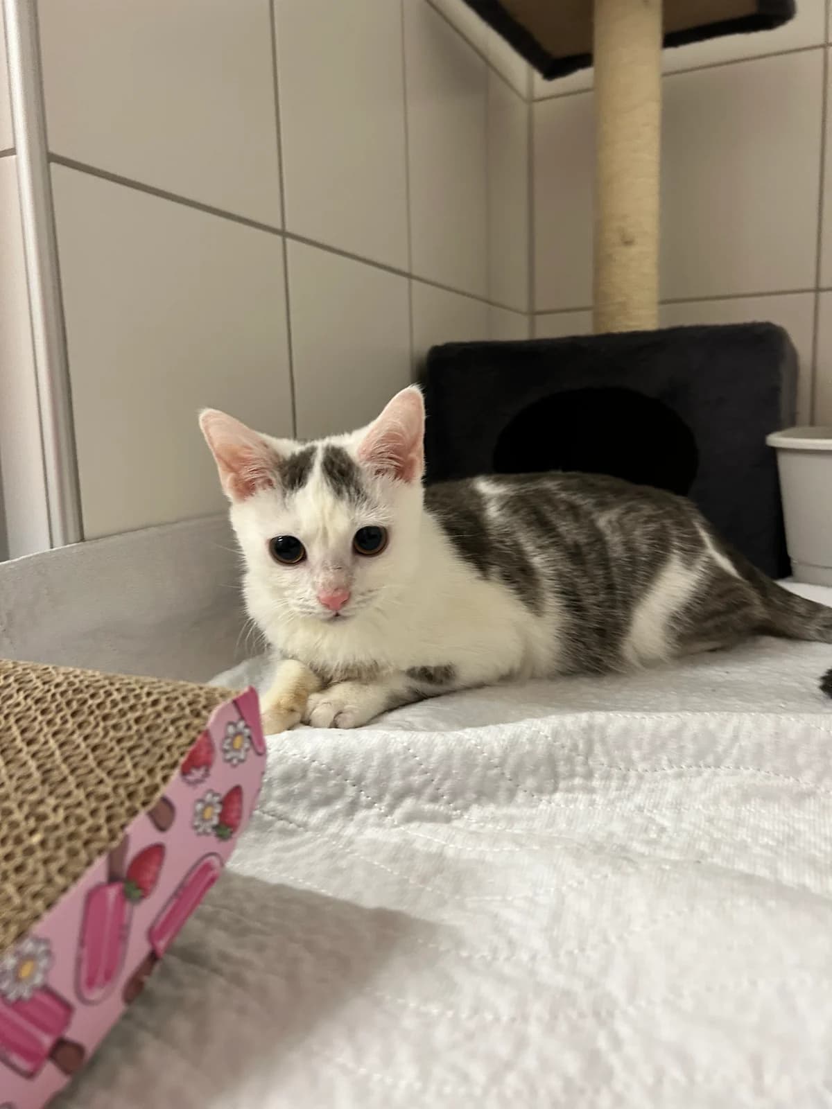 Cyrus, young Mixed Breed for adoption at Tierschutzverein Salzgitter, Salzgitter