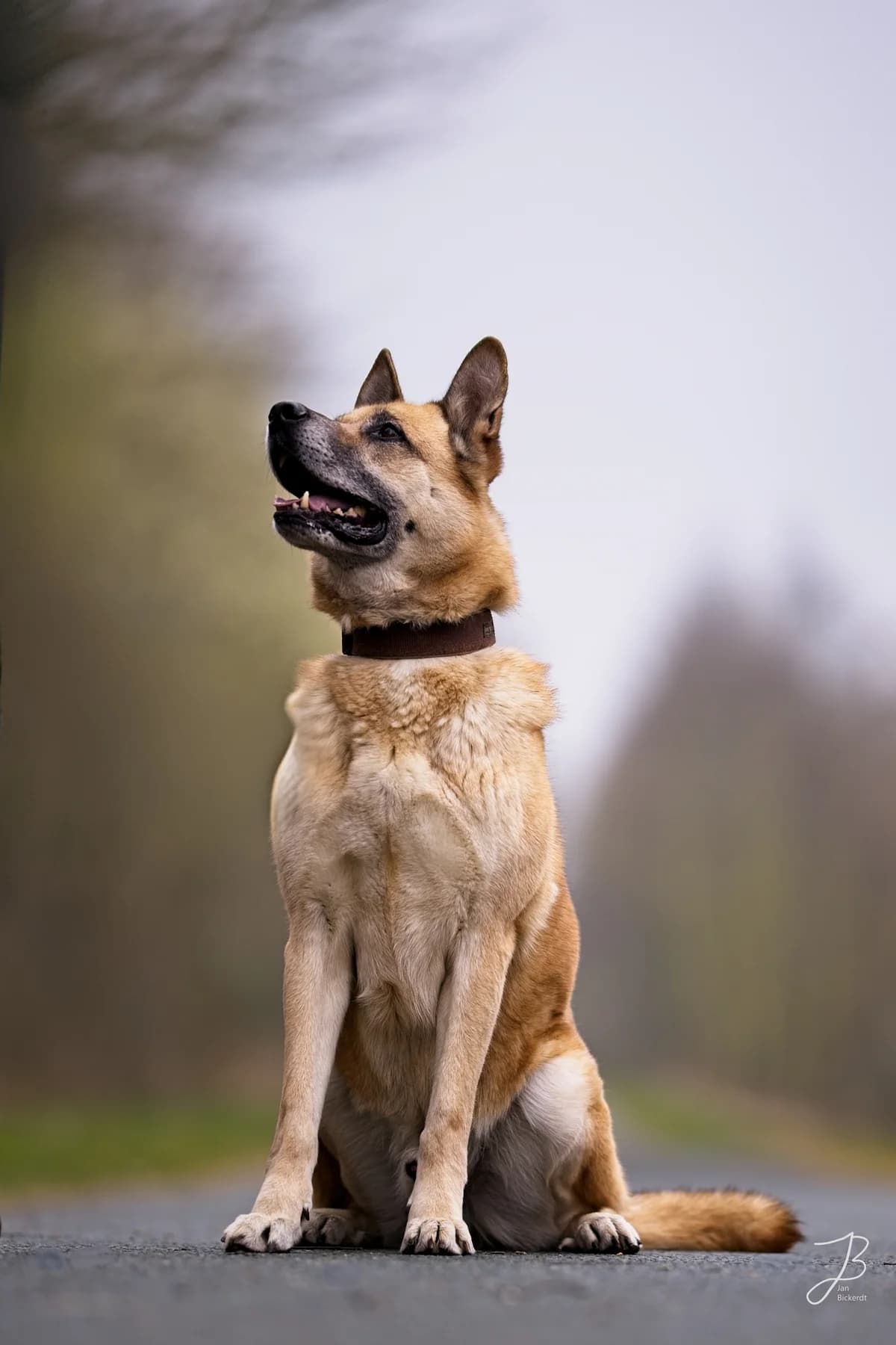 Becks, senior Belgian Malinois for adoption at Tierschutzverein Salzgitter, Salzgitter