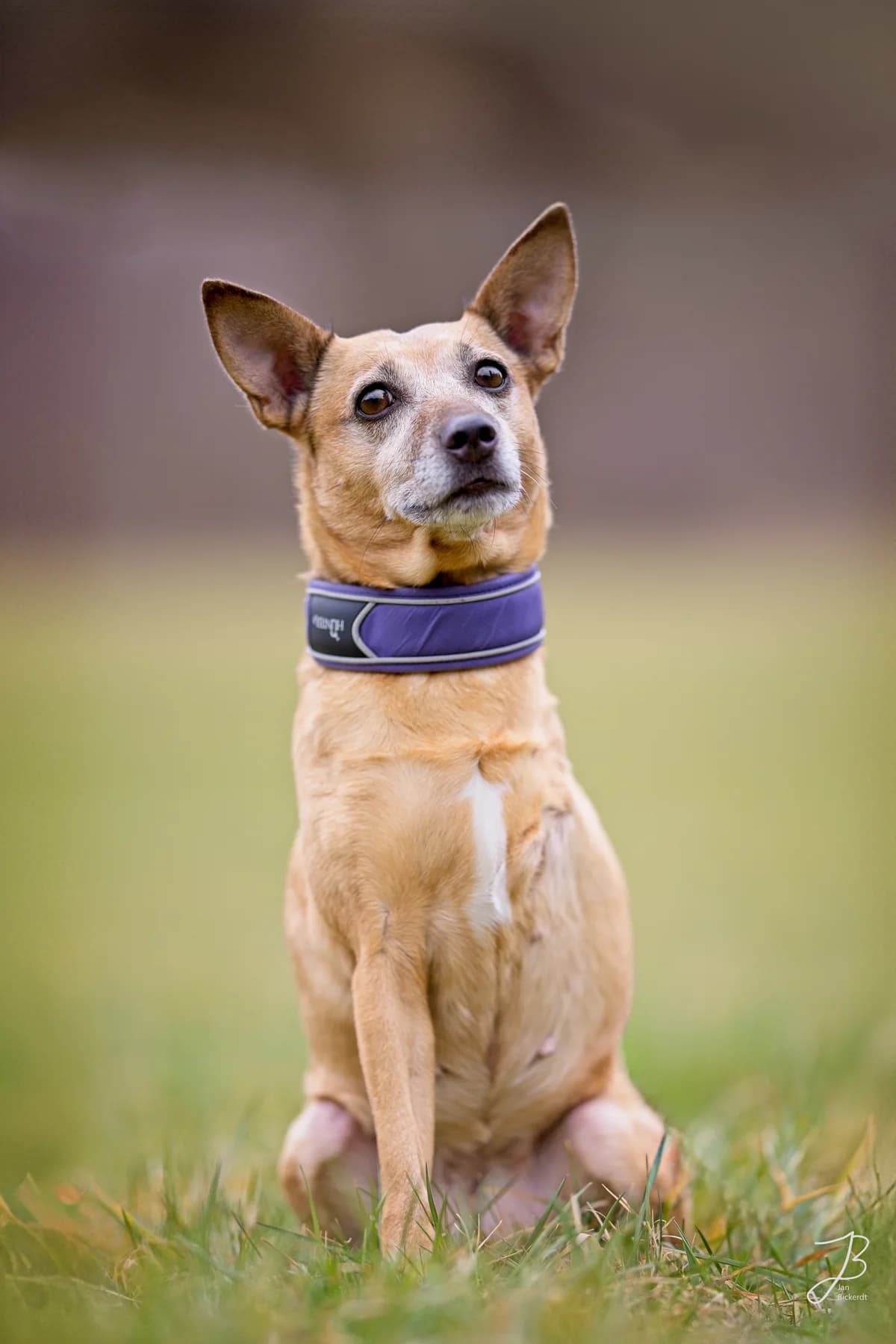 Tiva, senior mixed breed for adoption at Tierschutzverein Salzgitter, Salzgitter