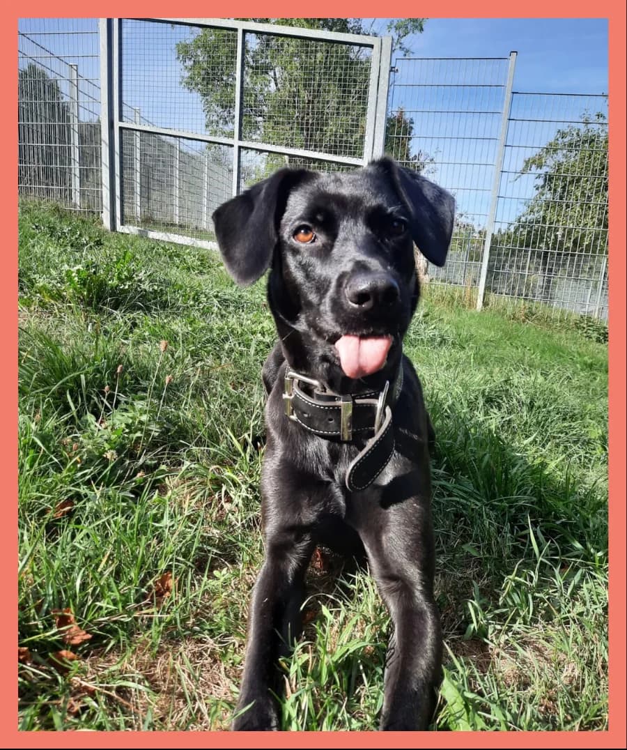 Milahund, young Mixed Breed for adoption at Tierheim Tailfingen, Albstadt