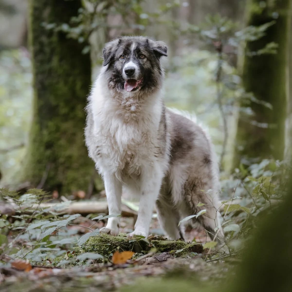 alma, female 6yo Romanian Shepherd for adoption at Tierheim Traunstein, Surberg