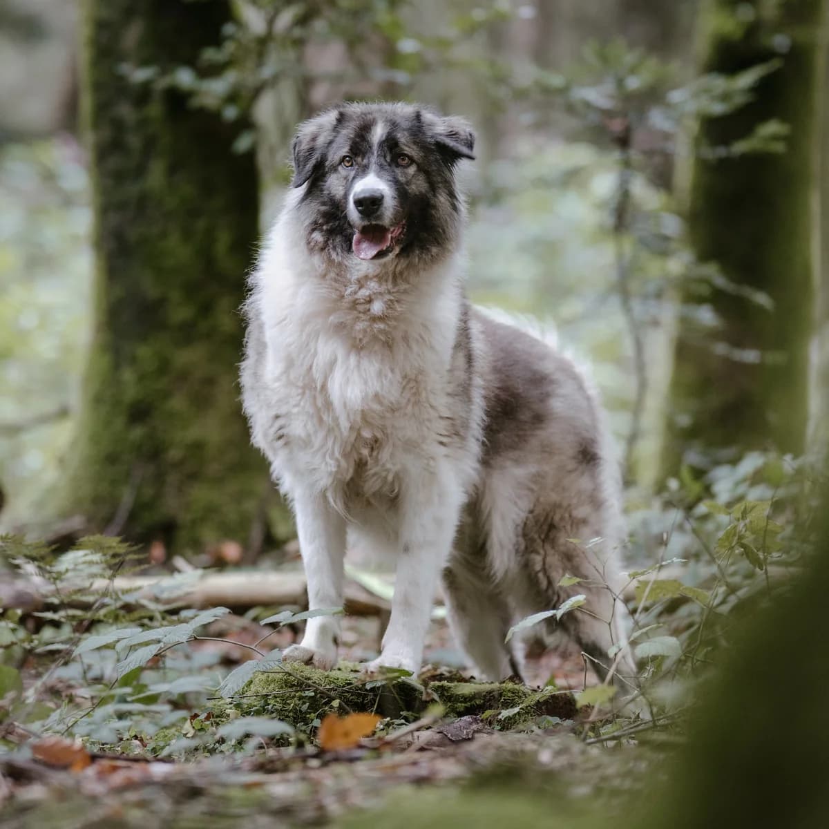wohnungskatze ferdinand, male Mixed Breed for adoption at Tierheim Traunstein, Surberg