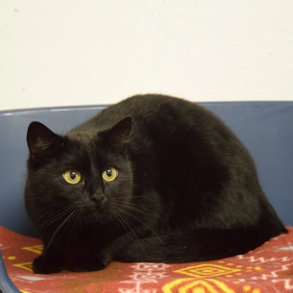 rio, female young mixed breed for adoption at Tierheim Traunstein, Surberg