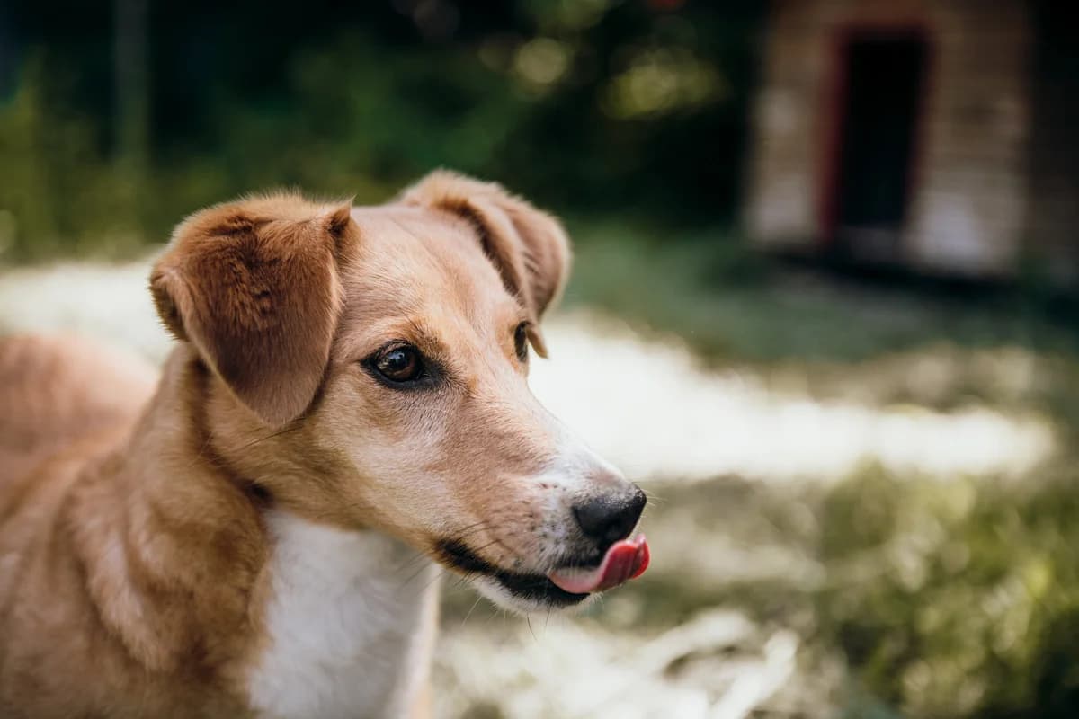 Kitty, female 5yo Mixed Breed for adoption at Tierheim Traunstein, Surberg