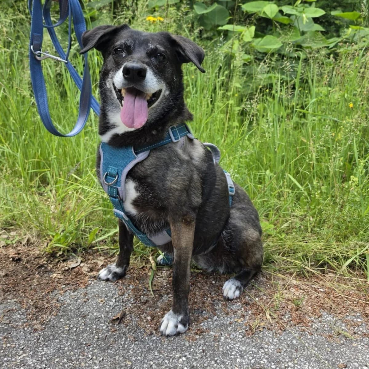 bunny, female senior Mixed Breed for adoption at Tierheim Traunstein, Surberg