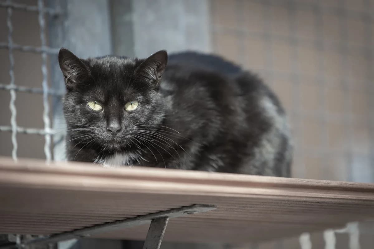 Maurin, male young Mixed Breed Cat for adoption at Tierschutzverein Trier und Umgebung e.V.