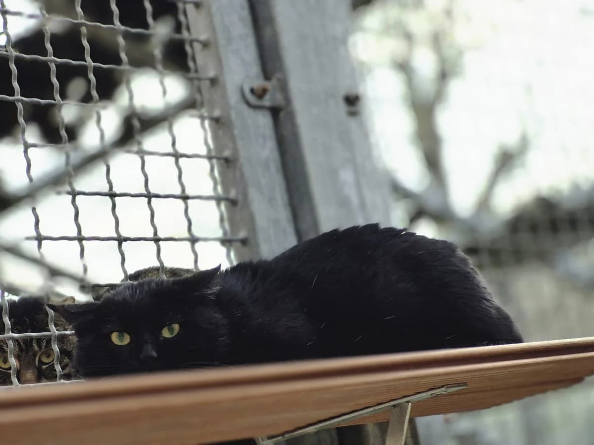 Al Capone, male 3yo Mixed Breed Cat for adoption at Tierschutzverein Trier und Umgebung e.V.