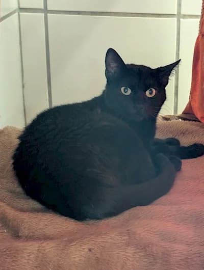 Amelia, European Shorthair for adoption at Tierheim Troisdorf