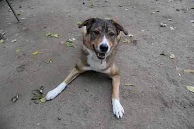 Amy, female Mixed Breed for adoption at Tierheim Troisdorf