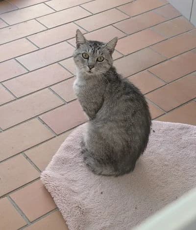 Arnold, British Shorthair for adoption at Tierheim Troisdorf
