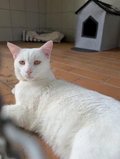 Blackbird, male European Shorthair for adoption at Tierheim Troisdorf