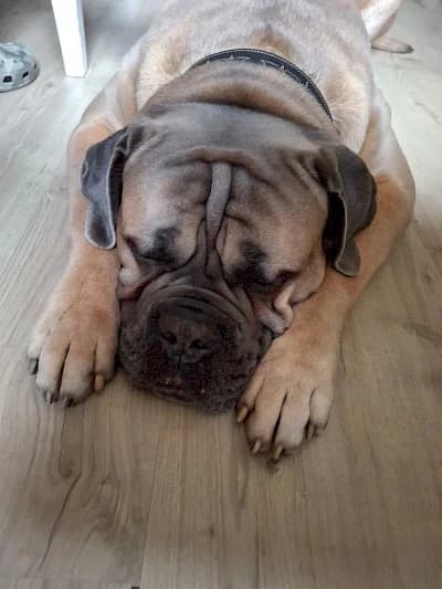 Byron, 3yo Cane Corso for adoption at Tierheim Troisdorf